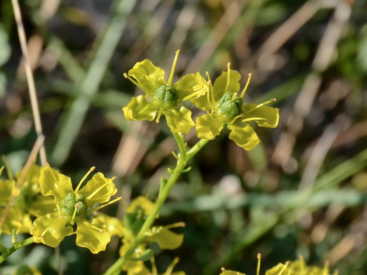 Blüten